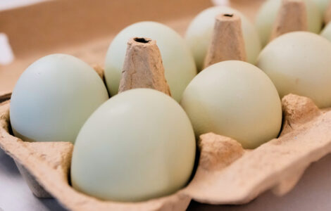 Salmonella outbreak tied to eggs has sickened 98 people since November